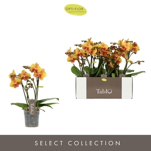 Phalaenopsis   ...orange