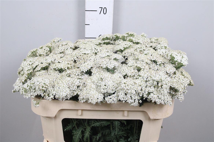 <h4>Achil M White Beauty</h4>