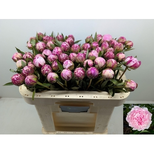 PAEO L SARA BERNHARD