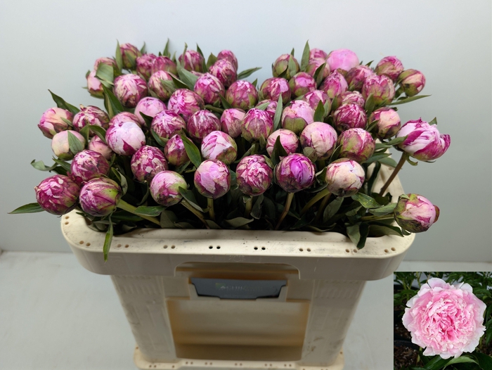 <h4>PAEO L SARA BERNHARD</h4>