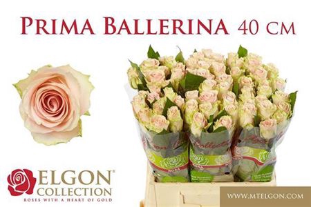 <h4>Rosa grootbloemig Primaballerina</h4>