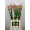 Nerine Vesta K