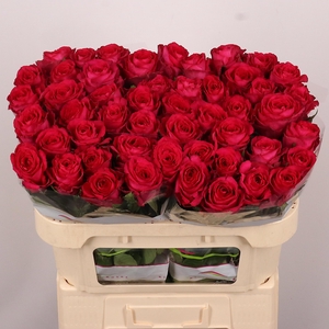 R GR MADAM CERISE