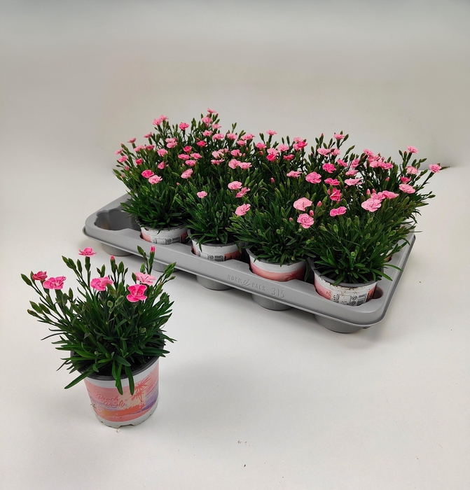 <h4>DIAN DI PEACH PARTY</h4>