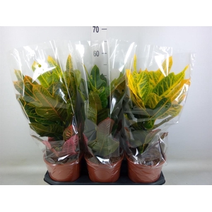 Codiaeum var. GR 'Excellent'