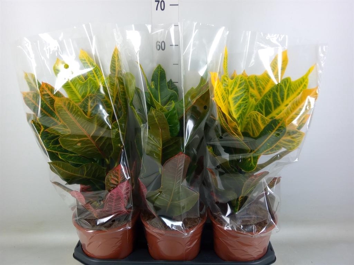 <h4>Codiaeum var. GR 'Excellent'</h4>