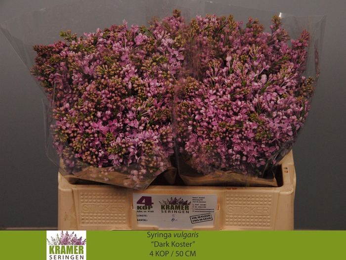 <h4>SYR V DARK KOSTER</h4>