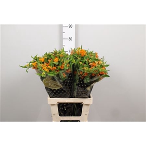 Ascl Tuberosa
