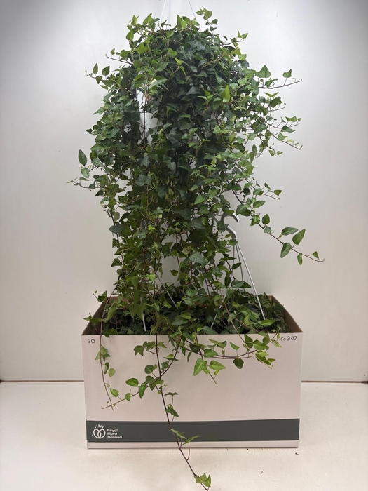 <h4>HED HE ANNA</h4>