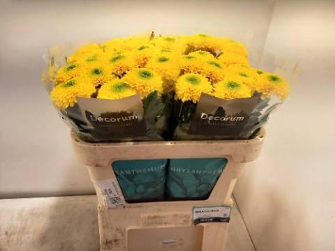 <h4>CHR G BRASILIANA</h4>