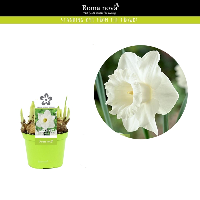 <h4>Narcissus Geneve 12cm</h4>