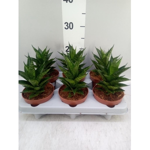 Sansevieria   ...