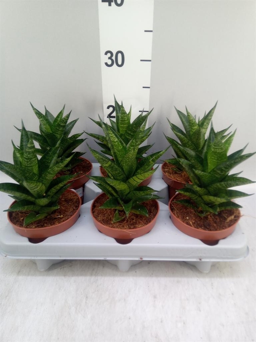 <h4>Sansevieria   ...</h4>