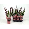 Bur Barrocco Red 2 Branche