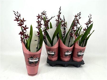 Bur Barrocco Red 2 Branche
