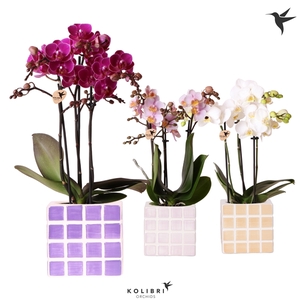 Kolibri Orchids Phalaenopsis mix 3 spike in Mosa pot pink mix