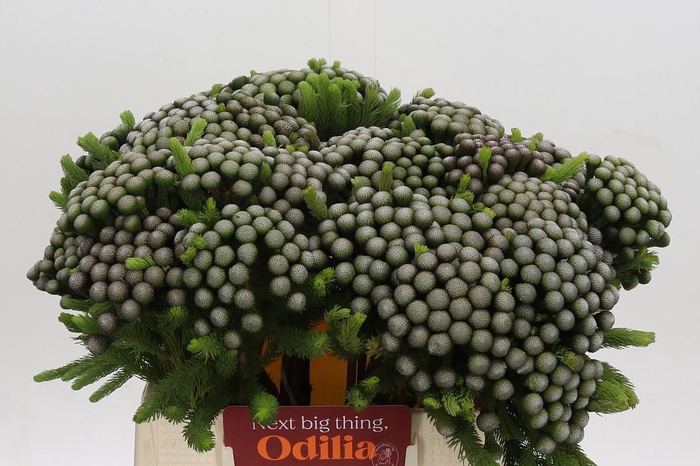 <h4>Kaaps Groen Albiflora</h4>