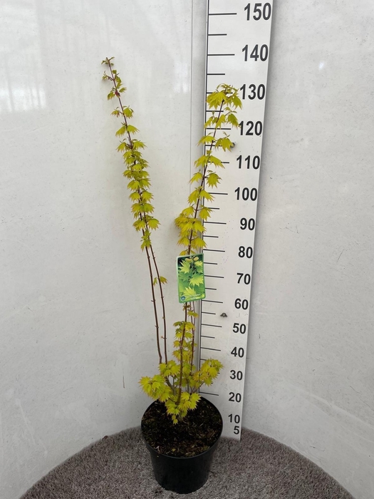 <h4>ACER SH JORDAN</h4>