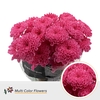 Chr T Altaj Rose
