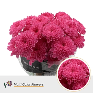 Chr T Altaj Rose