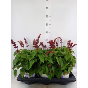 Salvia  'Salgoon Lake Flamingo'