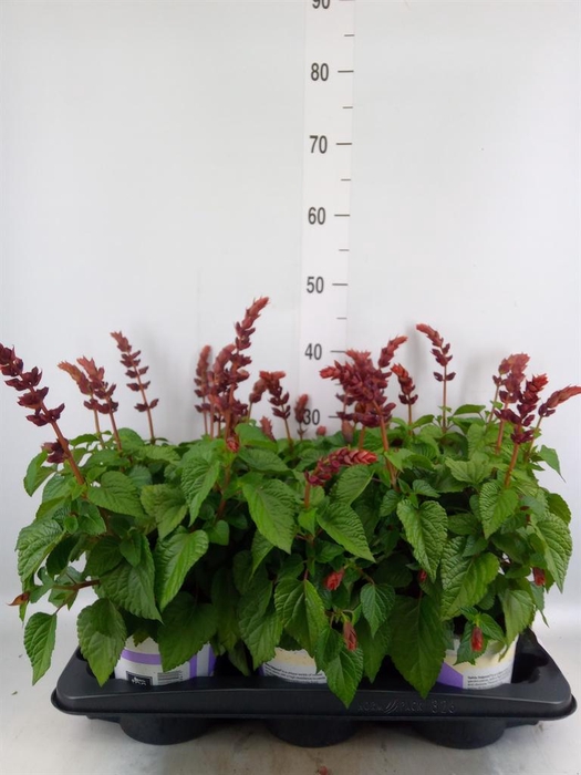 <h4>Salvia  'Salgoon Lake Flamingo'</h4>