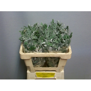 JACOBAEA MARITIMA