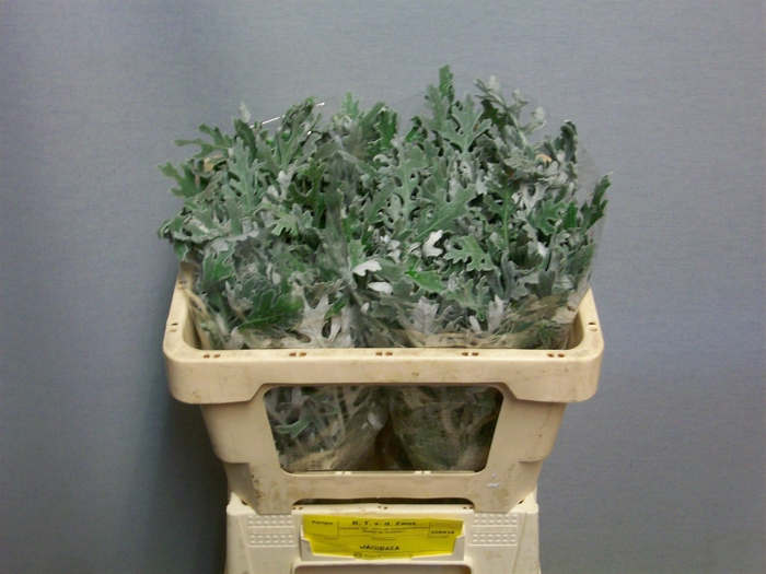 <h4>JACOBAEA MARITIMA</h4>