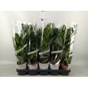 Zamioculcas zamiifolia