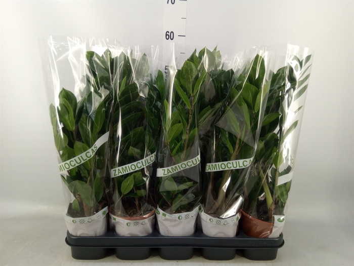 <h4>Zamioculcas zamiifolia</h4>