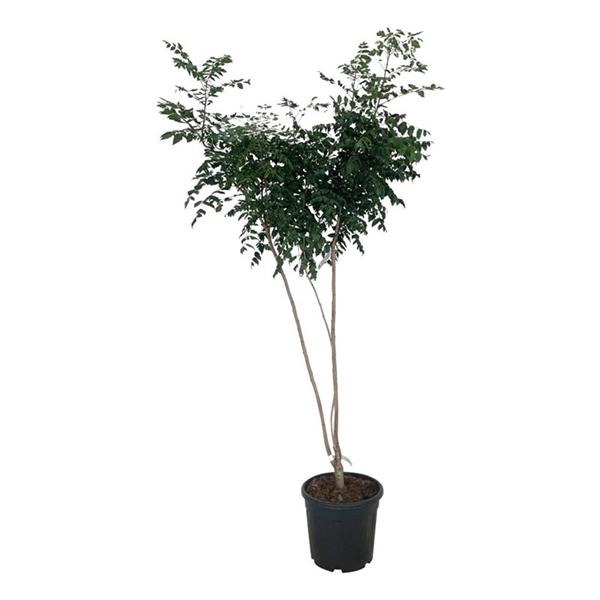 <h4>Koelreuteria paniculata</h4>