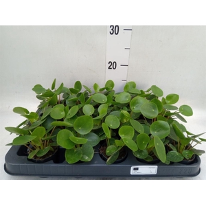 Pilea peperomioides