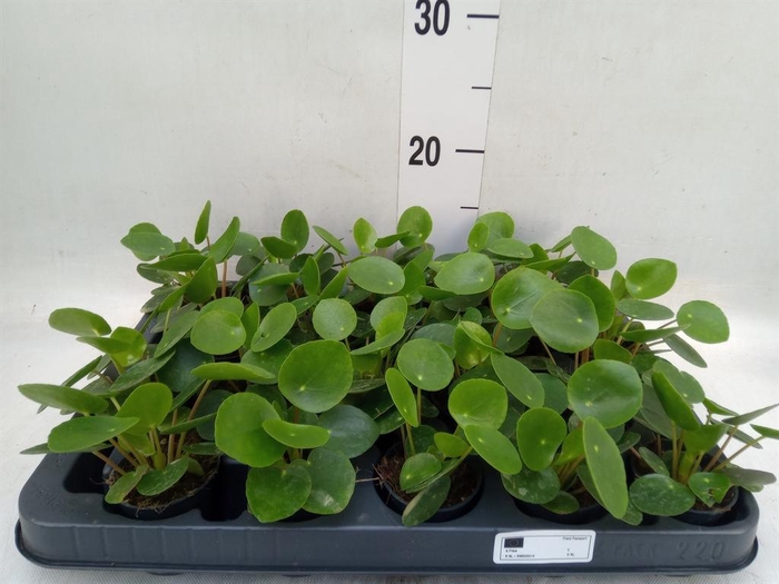 <h4>Pilea peperomioides</h4>