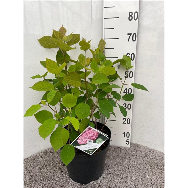 <h4>Hydrangea arb. Pink Annabelle 50-60 P28</h4>