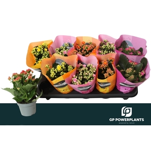 KAL GE PERF GEM 5 KL