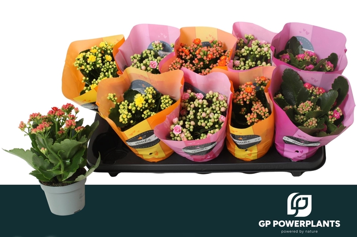 <h4>KAL GE PERF GEM 5 KL</h4>