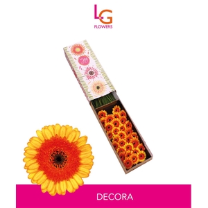 Germini Decora Doos