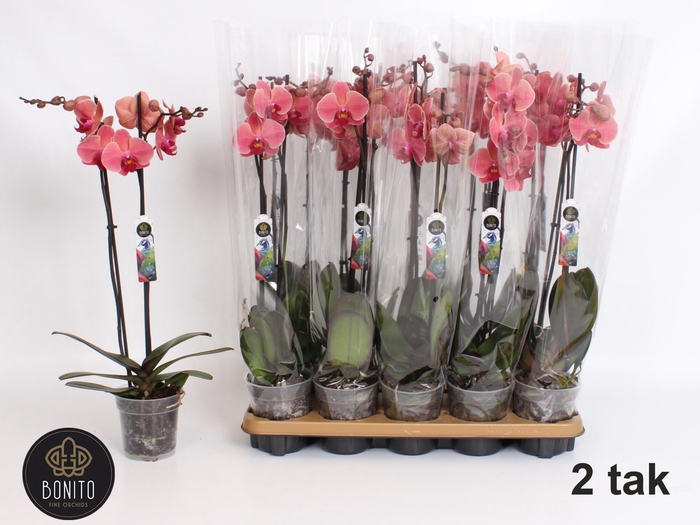 <h4>PHAL AN NARBONNE</h4>