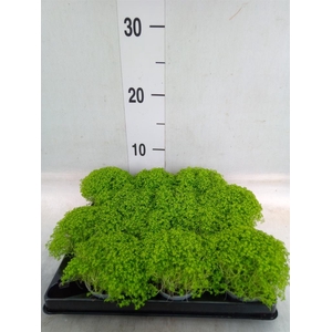 Selaginella apoda