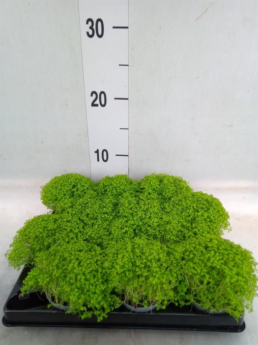 <h4>Selaginella apoda</h4>