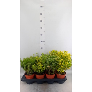 Euonymus japon.   ...mix