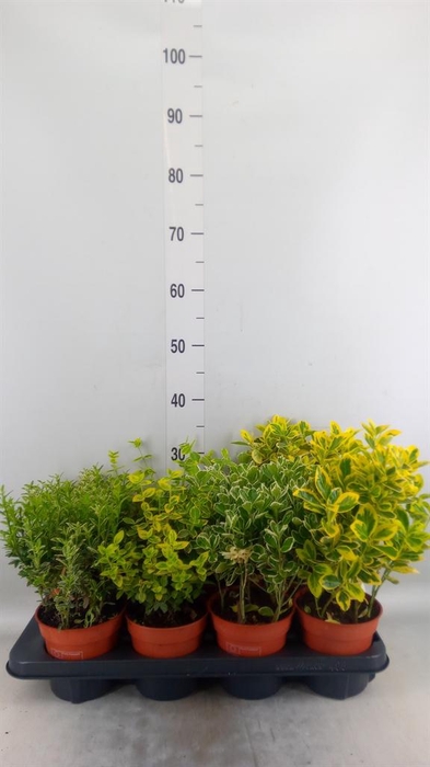<h4>Euonymus japon.   ...mix</h4>