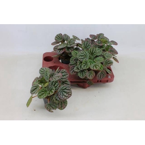 PEPEROMIA GREY P12