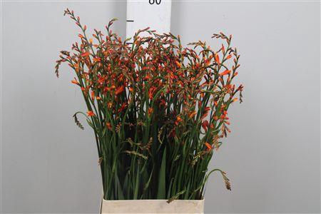 <h4>Crocos Red King</h4>