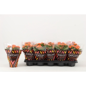 Kalanchoe blos. 'Perfecta Orange'