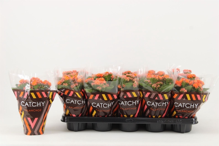 <h4>Kalanchoe blos. 'Perfecta Orange'</h4>