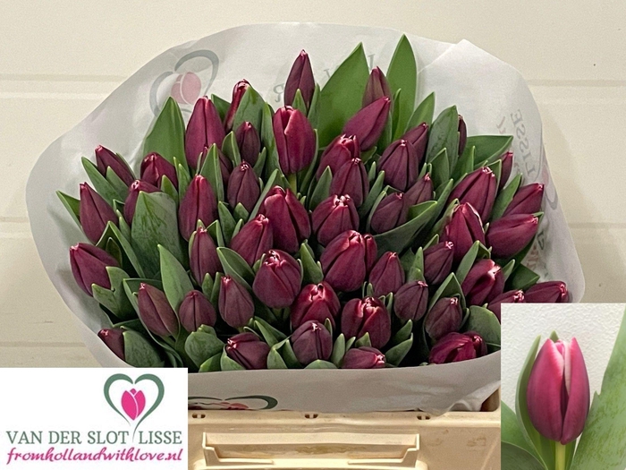 <h4>TU EN MASTERCLASS</h4>