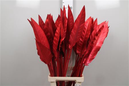 <h4>Strelitzia Blad Painted Red</h4>