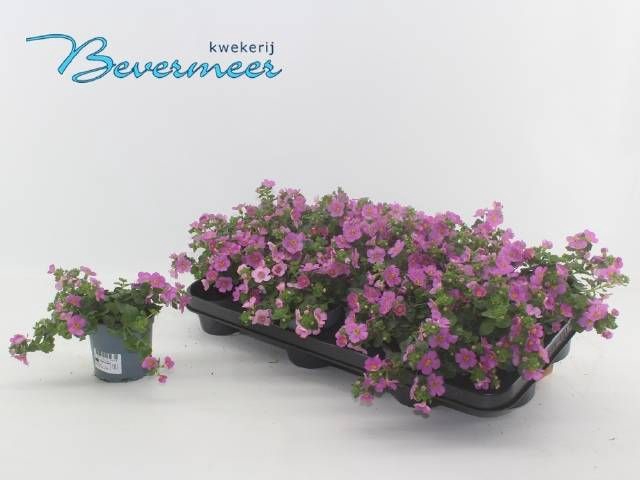 <h4>SUTERA OV</h4>
