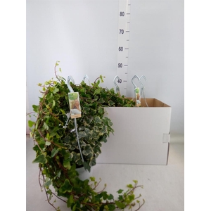 Hedera helix 'White Wonder'